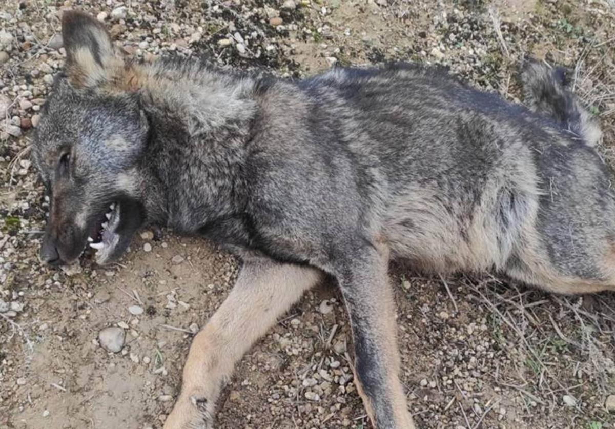 Lobo muerto en Burgos por la acción humana en 2022.