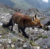 Confirmada la inhabilitación a dos furtivos por abatir un zorro en Dehesa de Montejo