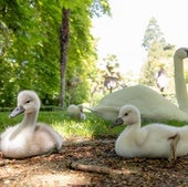 Campo Grande alberga una nueva familia de cisnes: «Queremos que duren, que no los roben»