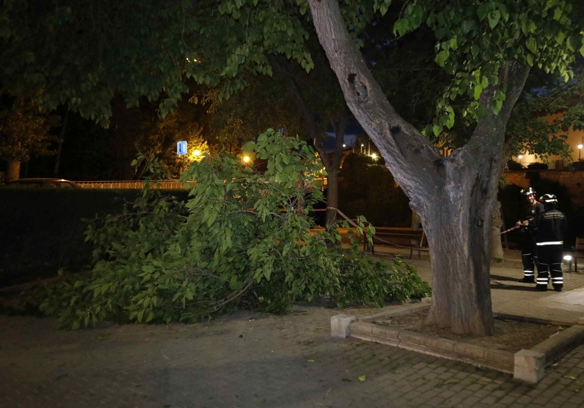 Los Bomberos acordonan la zona donde cayó la rama en el céntrico parque de La Judería.
