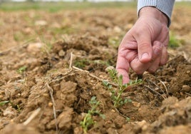 Cultivo de garbanzos destrozado por jabalíes.