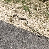 Los Bomberos retiran dos culebras de Parquesol