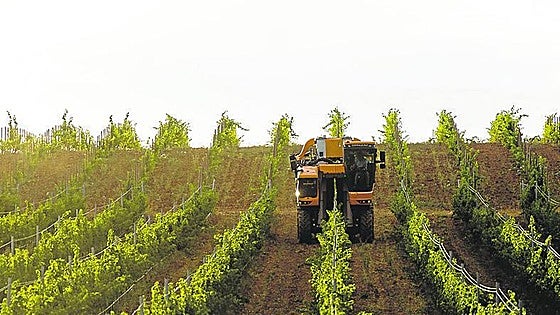 Los Viticultores de Rueda se encuentran con la crítica de Asaja a su nueva junta directiva