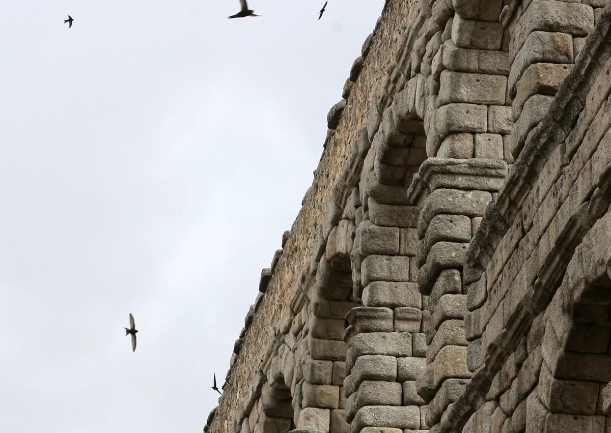 Imagen secundaria 1 - Grupos de vencejos sobrevuelan diferentes entornos de la ciudad de Segovia.