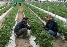 Trabajadores recogen fresas en un terreno agrario de la provincia de Segovia.