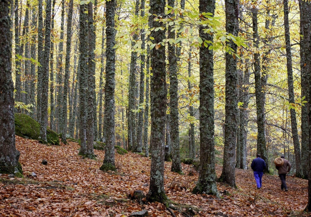 Naturaleza y turismo se dan la mano en El Tiemblo.