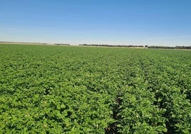 Estado actual de una tierra dedicada al cultivo de patatas en la provincia de Segovia.