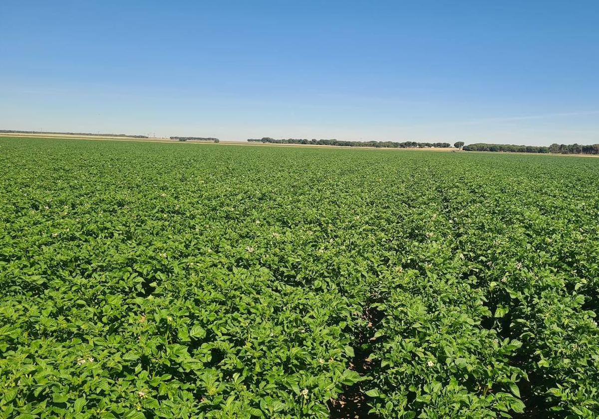 Estado actual de una tierra dedicada al cultivo de patatas en la provincia de Segovia.