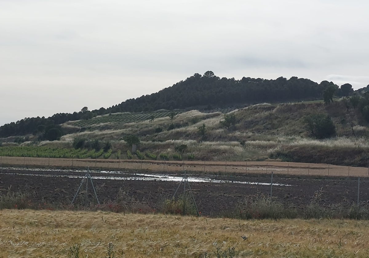 Parcelo en barbecho inundada, en primer término, y al fono la de cebada también afectada por la rotura de la tubería general del canal de riego.