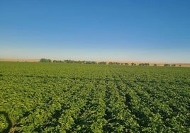 Cultivo de patatas en la provincia de Segovia, en esta campaña 2024.