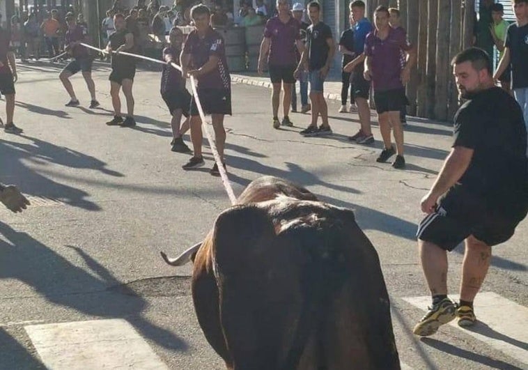 Exhibición de la vaca enmaromada de Palazuelo en Beas de Segura.