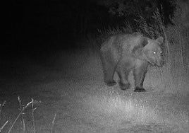 Imagen del oso en la zona donde estaban situadas las colmenas afectadas.