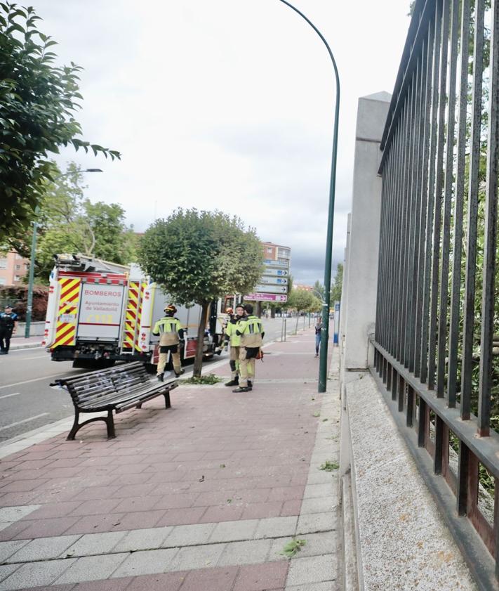 Imagen secundaria 2 - Cae un árbol de grandes dimensiones en el Instituto Zorrilla