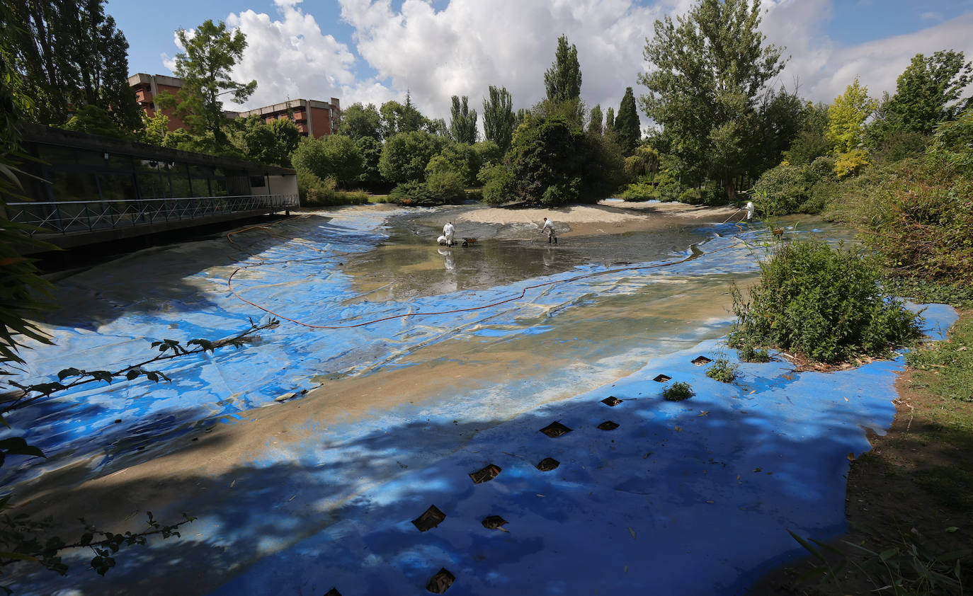 Los patos de Palencia se afanan en la limpieza de primavera