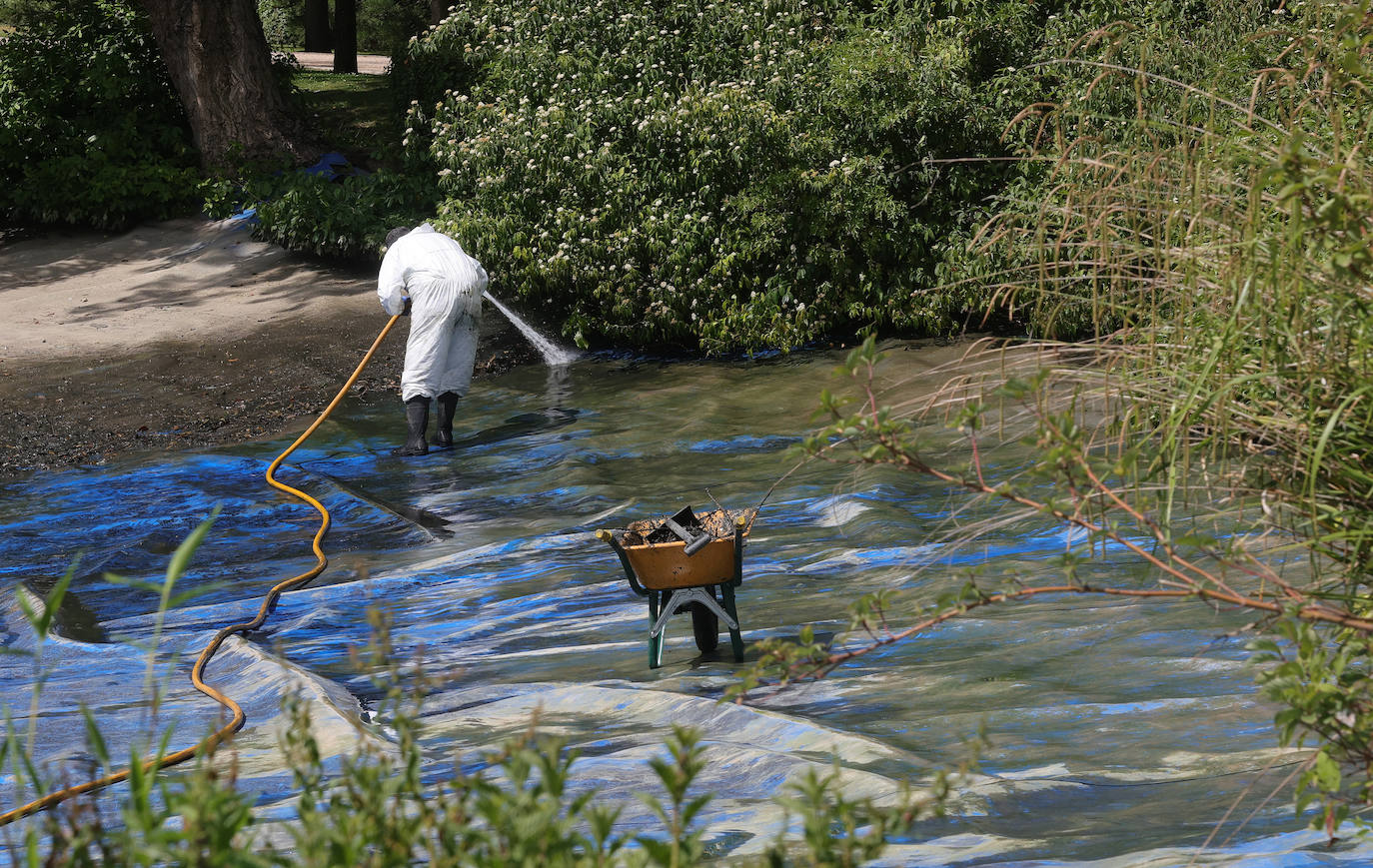 Los patos de Palencia se afanan en la limpieza de primavera