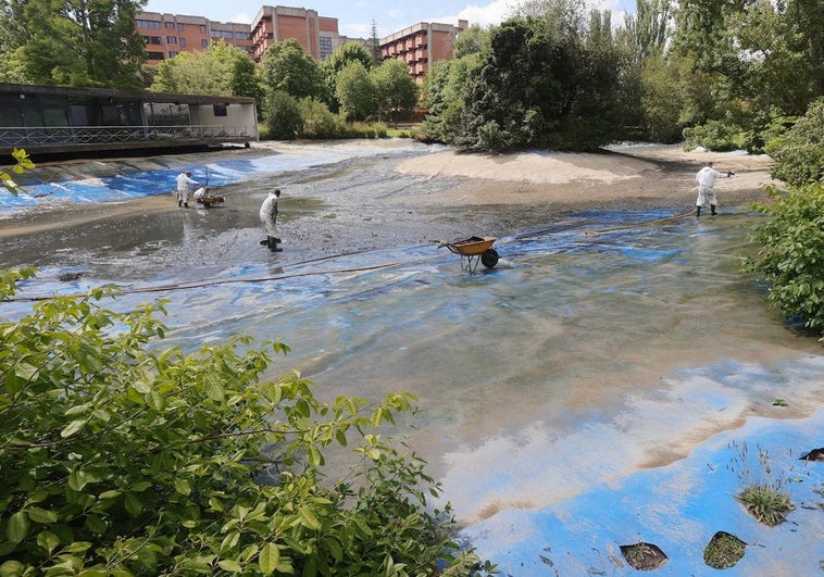 Los patos de Palencia se afanan en la limpieza de primavera