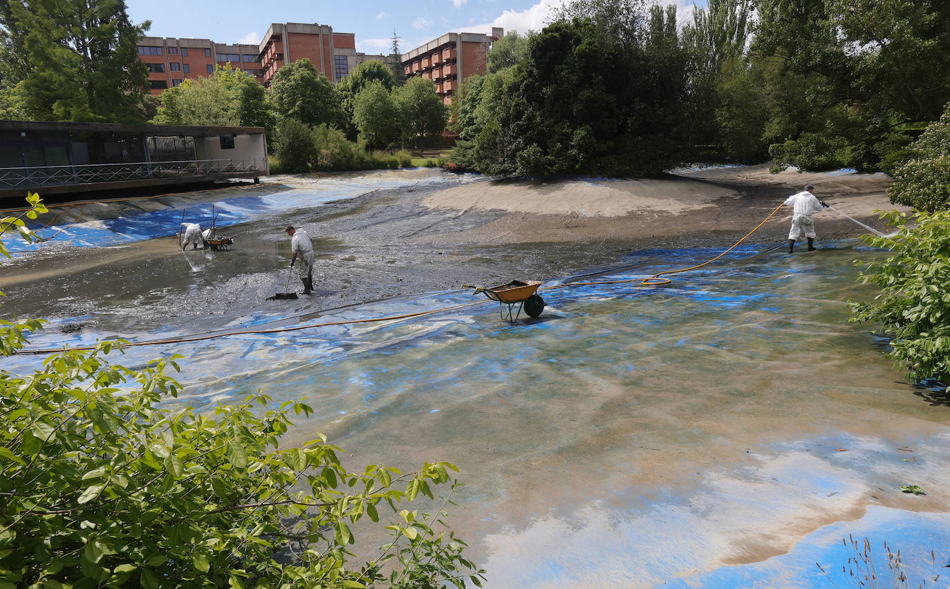 Los patos de Palencia se afanan en la limpieza de primavera