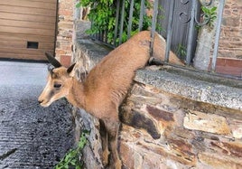 El animal todavía atrapado.