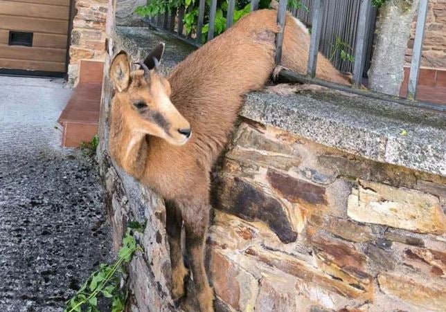 El animal todavía atrapado.