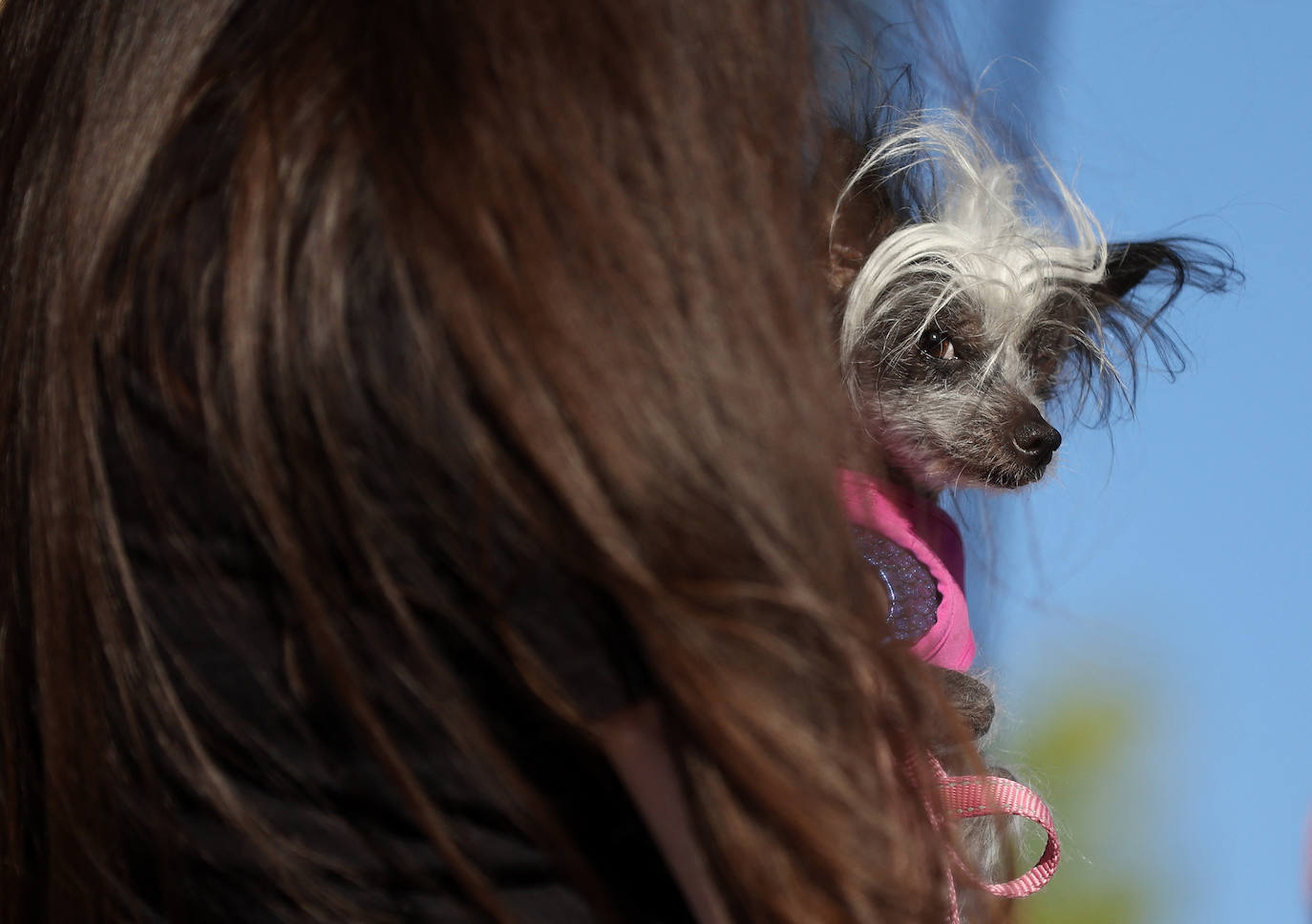 Las imágenes del concurso de los perros más feos celebrado en Petaluma, California