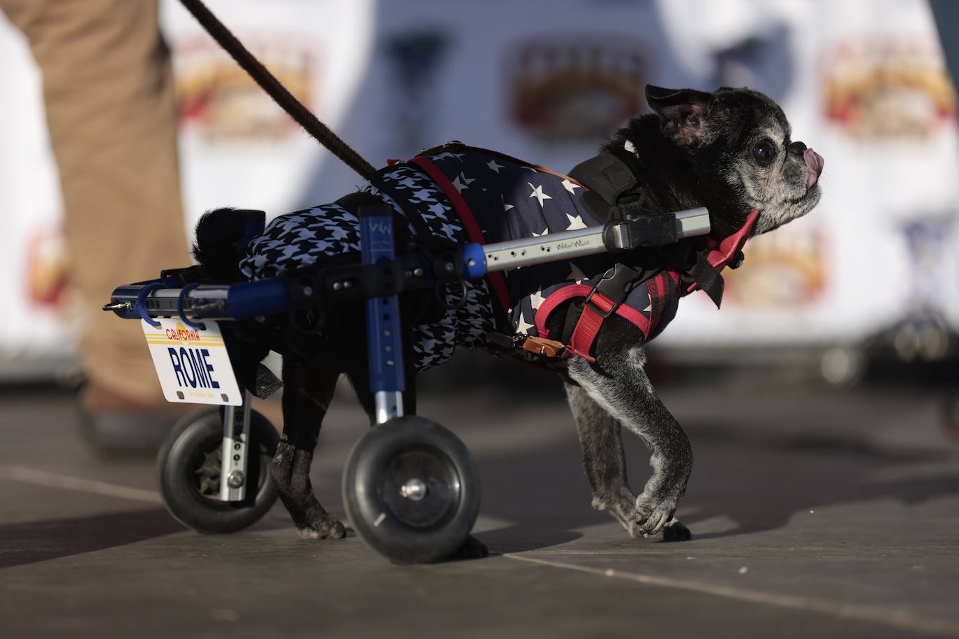 Las imágenes del concurso de los perros más feos celebrado en Petaluma, California