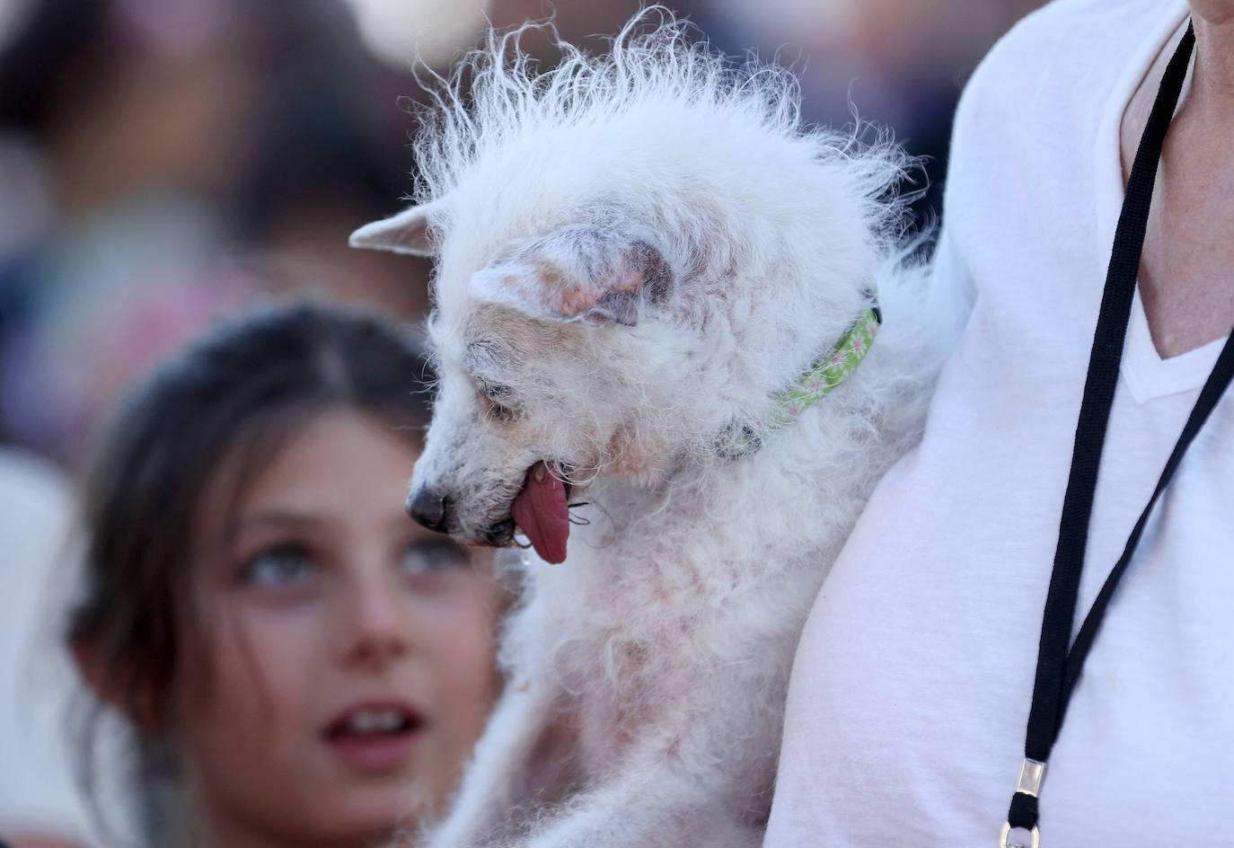 Las imágenes del concurso de los perros más feos celebrado en Petaluma, California