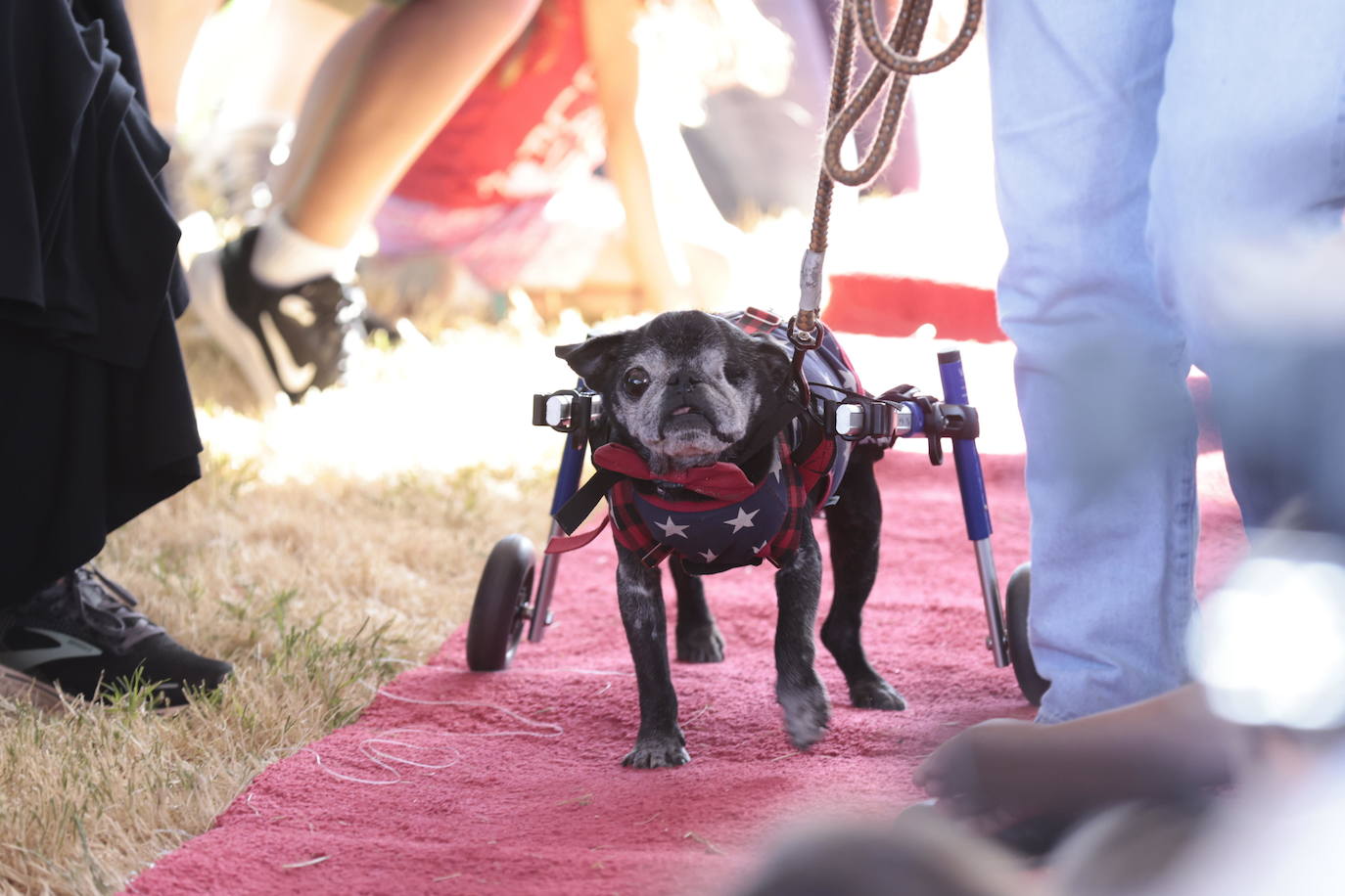 Las imágenes del concurso de los perros más feos celebrado en Petaluma, California