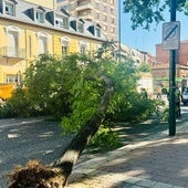 Cae un árbol de grandes dimensiones en la calle Chancillería