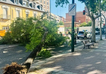 Cae un árbol de grandes dimensiones en la calle Chancillería