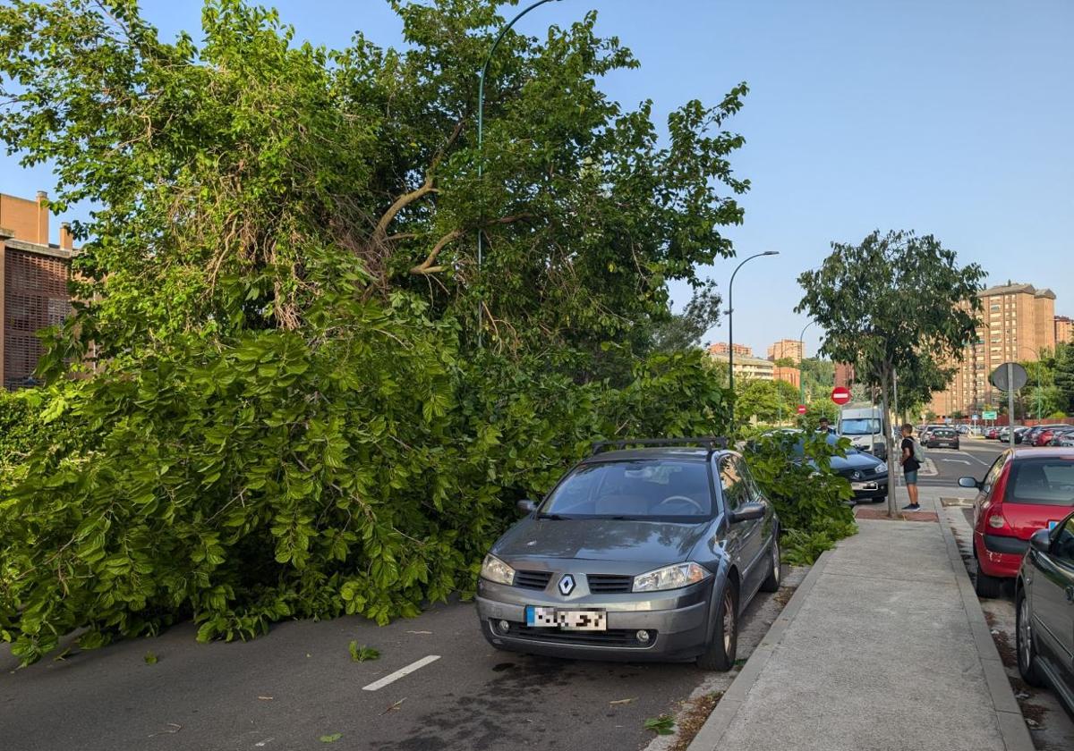 Árbol de grandes dimensiones caído a la vía pública este viernes por la mañana en la calle Colombia.