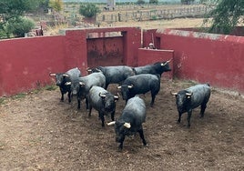 Toros de la ganadería Partido de Resina, durante el embarque.