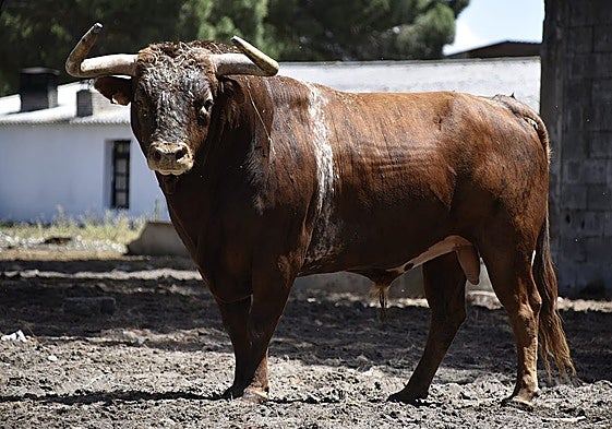 'Pocasganas', uno de los astados de la III Suelta de Toros 'El Fogato'