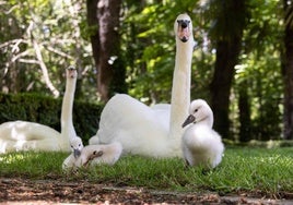 La pareja y dos de sus cuatro pollos el pasado 4 de junio en el Campo Grande.