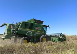 Cosecha de colza ayer en la provincia de Zamora.