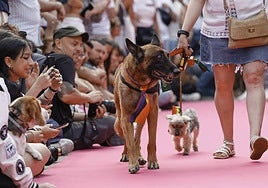 Mascotas en adopción.