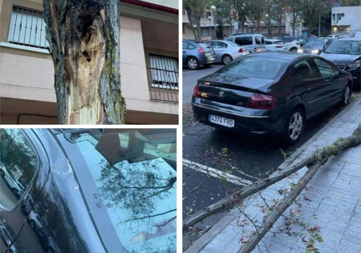 Vehículo afectado, el árbol que perdió la rama y daños que sufrió.