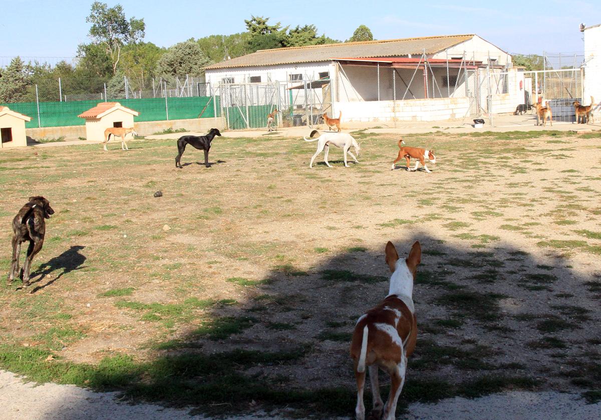 Asociación Protectora de Animales de Segovia.