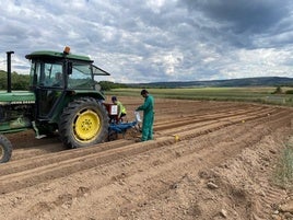 Siembra de patata ecológica en los campos del geoparque Las Loras.