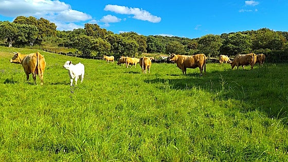 Subida de hasta 60 euros en el vacuno de vida en León