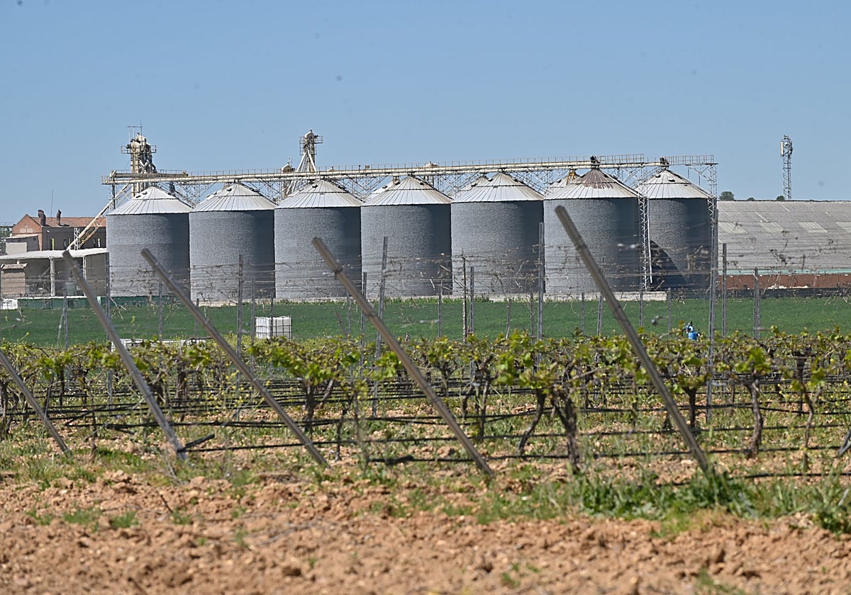 El componente vitivinícola de la economía de Nava del Rey es un elemento distintivo del sector primario local.