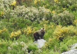 Imagen de archivo de un oso pardo cantábrico.