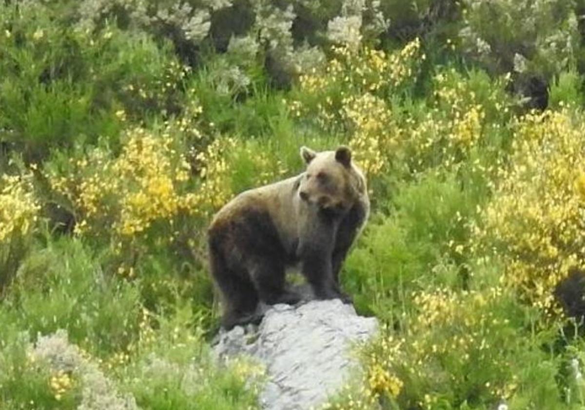 Imagen de archivo de un oso pardo cantábrico.