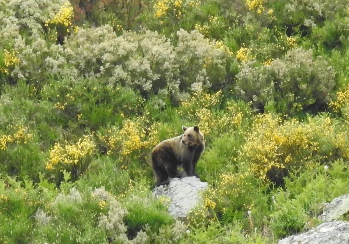 Un oso pardo causa daños por valor de 9.000 euros en Burgos