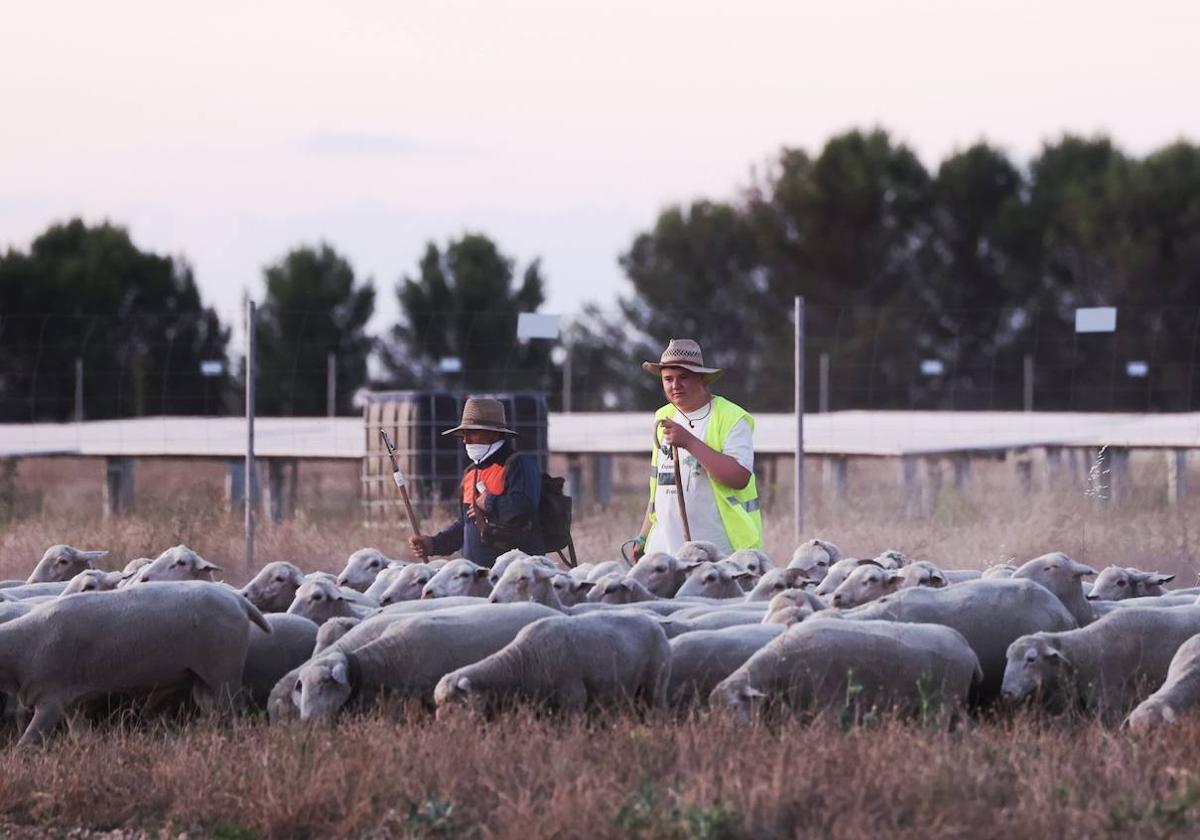 Las imágenes de la práctica de la trashumancia en un pueblo de Valladolid