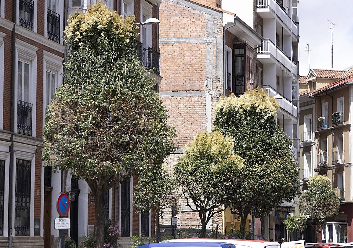 La nueva poda poda &#039;en vela&#039; para los árboles de Valladolid
