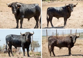 Buscador, Furioso, Carretilla y Campero, los astados que se lidiarán en Cigales.