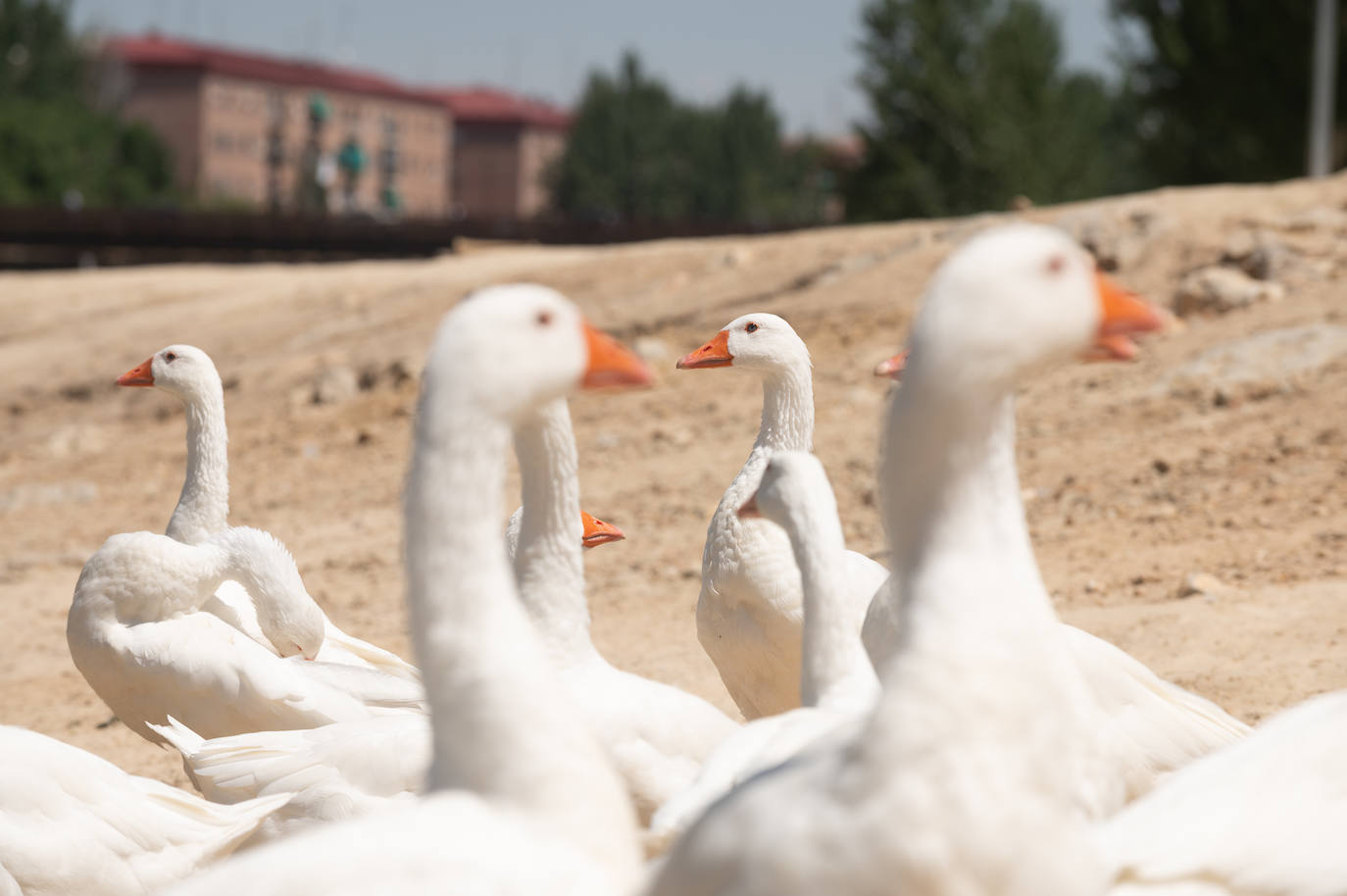 Comienza la mini ola de calor en Valladolid