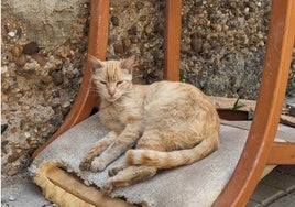 Uno de los gatos pertenecientes a las colonias felinas de Tordesillas.