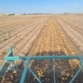 Arranque de patatas esta semana en Honcalada.