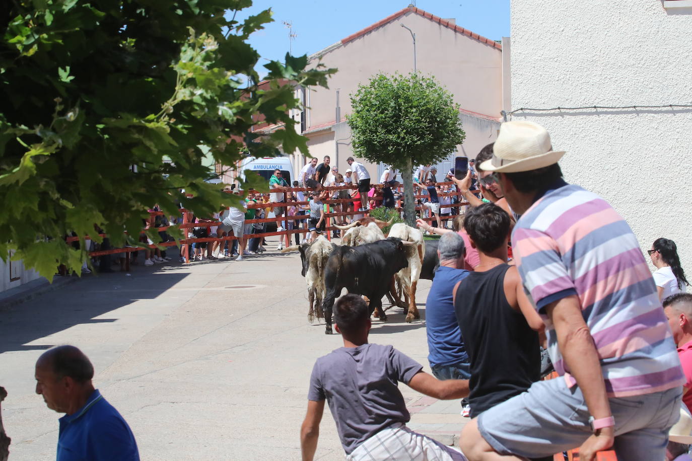 El segundo encierro de las fiestas de Matapozuelos, en imágenes